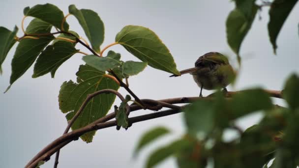 Pardal Galhos Árvore Pardal Cinzento Entre Folhas Verdes Pássaro Está — Vídeo de Stock