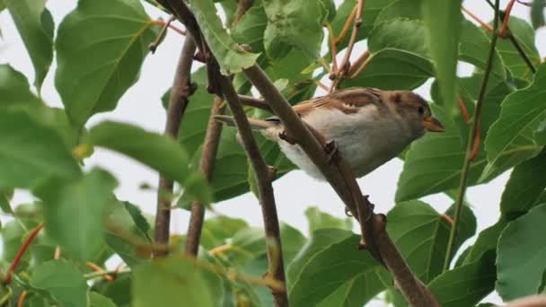 Sparrow Tree Branches Gray Sparrow Green Leaves Bird Looking Video — Stock Video