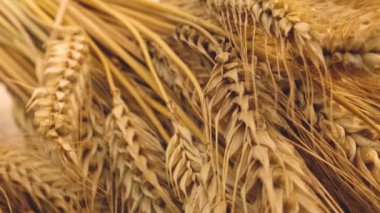 Çavdar viskisinin kulakları. Letonya 'da ekmek günü. Masadaki ekmeği onurlandırmak. Eski ekmek pişirme geleneğini onurlandırmak.