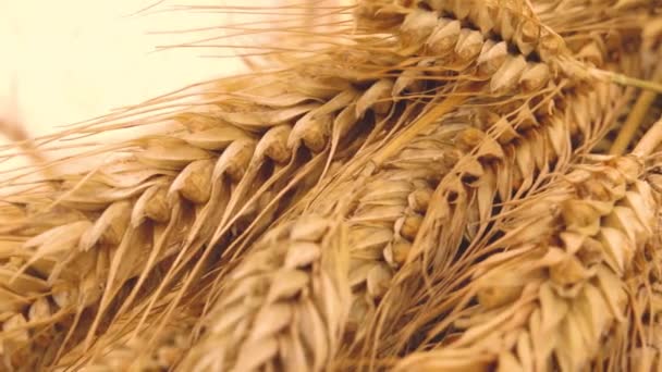 黑麦的耳朵特写 拉脱维亚的面包日 向桌上的面包致敬尊重烘焙面包的古老传统 — 图库视频影像