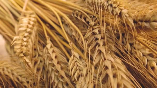 黑麦的耳朵特写 拉脱维亚的面包日 向桌上的面包致敬尊重烘焙面包的古老传统 — 图库视频影像