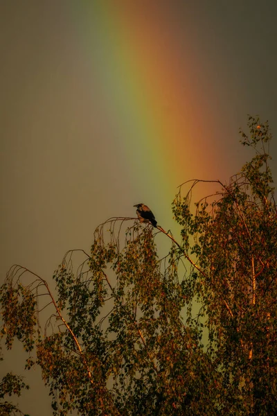 Krähen Auf Den Wipfeln Der Bäume Regenbogen Auf Der Krähe — Stockfoto