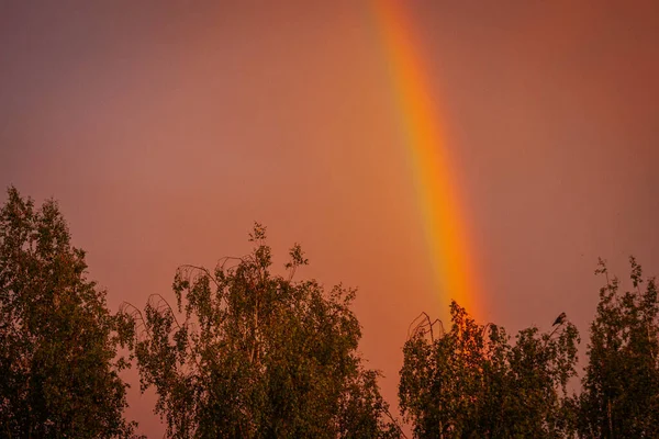 Krähen Auf Den Wipfeln Der Bäume Regenbogen Auf Der Krähe — Stockfoto