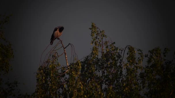 Ağaçların Tepesindeki Karga Karganın Üstündeki Gökkuşağı Yumuşak Seçici Odaklanma Yapay — Stok video