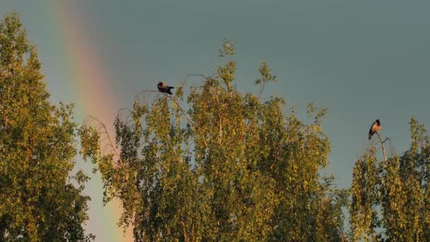 Κοράκι Στην Κορυφή Των Δέντρων Ουράνιο Τόξο Στο Κοράκι Μαλακή — Αρχείο Βίντεο