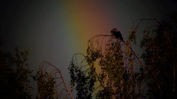 Krähen Auf Den Wipfeln Der Bäume Regenbogen Auf Der Krähe — Stockvideo