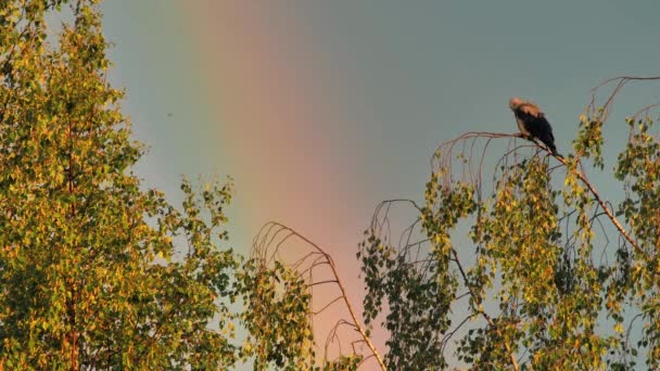 Krähen Auf Den Wipfeln Der Bäume Regenbogen Auf Der Krähe — Stockvideo