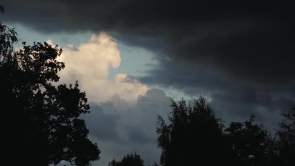 木の上に嵐が降り立っている 大雨雲が近づいていた — ストック動画