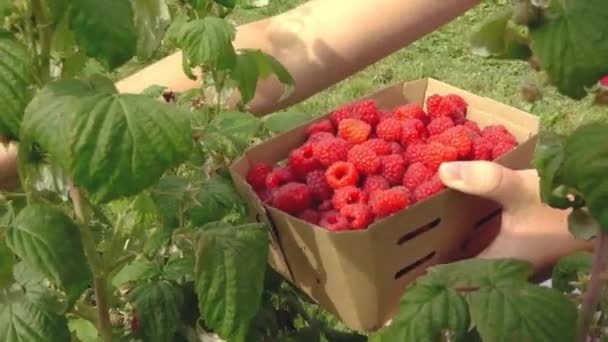 Woman Working Her Hands Picks Raspberry Berries Bush Raspberries Picked — Stock Video