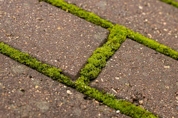 在砖头间镶嵌绿色苔藓的路面的近景 自然和城市的几何图案 无缝鹅卵石和苔藓质感 清除人行道上的苔藓 用皱眉铺石头 — 图库照片