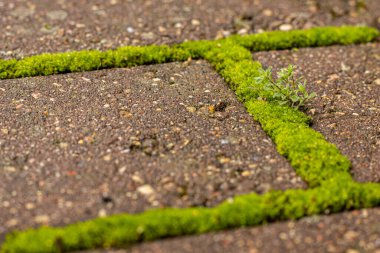 Tuğlalar arasında yeşil yosun. Doğada ve şehirde geometrik desen. Kusursuz kaldırım taşları ve yosun dokusu. Kaldırımdaki yosunları temizliyorum. İndirilmiş taşları asmak 