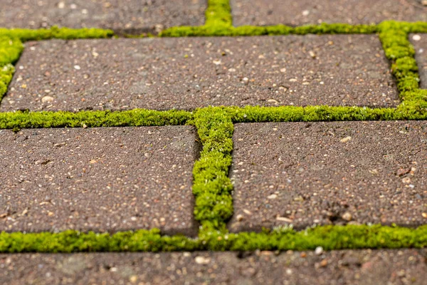 Grünes Moos Zwischen Ziegeln Geometrische Muster Der Natur Und Der — Stockfoto