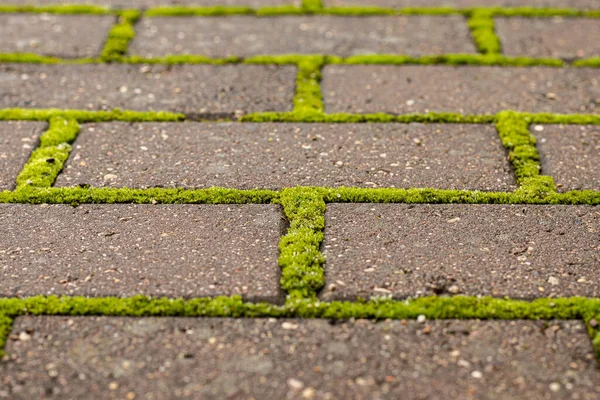 砖之间的绿色苔藓 自然和城市的几何图案 无缝鹅卵石和苔藓质感 清除人行道上的苔藓 用皱眉铺石头 — 图库照片