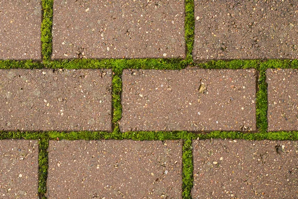 Nahaufnahme Von Bürgersteig Mit Grünem Moos Zwischen Ziegeln Geometrische Muster — Stockfoto