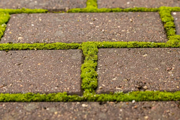 Nahaufnahme Von Bürgersteig Mit Grünem Moos Zwischen Ziegeln Geometrische Muster — Stockfoto