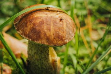 Utangaç Bolete (Leccinum Roseofractum) Eco Autumn mantarı. Yosun içindeki ağaçların altında yetişen yenilebilir mantarlar. Yenilebilir, çok lezzetli, önceden pişirilmeden, marine edilmeden, kurutulmadan, tuzlanmadan veya...