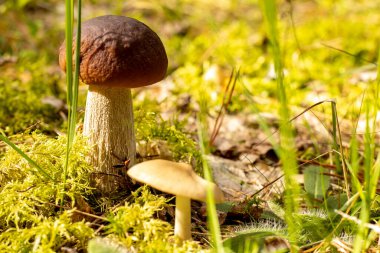 Utangaç Bolete (Leccinum Roseofractum) Eco Autumn mantarı. Yosun içindeki ağaçların altında yetişen yenilebilir mantarlar. Yenilebilir, çok lezzetli, önceden pişirilmeden, marine edilmeden, kurutulmadan, tuzlanmadan veya...