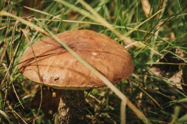 Utangaç Bolete (Leccinum Roseofractum) Eco Autumn mantarı. Yosun içindeki ağaçların altında yetişen yenilebilir mantarlar. Yenilebilir, çok lezzetli, önceden pişirilmemiş, marine edilmiş, kurutulmuş, tuzlanmış