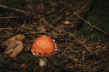 Fly Agaric Eco Autumn mantarı. Ormanda, yosunların altındaki ağaçların altında yetişen zehirli bir mantar. Yeşil yosunlu kırmızı sinek avcısı. Farmakolojide kullanılır.