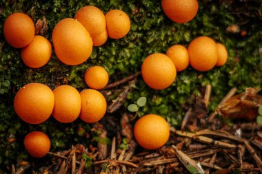 Sonbahar ormanında turuncu kırmızı balçık mantarı Lycogala epidendrum
