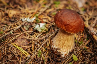 Cep, Yenilebilir Bolete, Penny Bun Eco Sonbahar mantarı. Yosun içindeki ağaçların altında yetişen yenilebilir mantarlar. Yenilebilir, çok lezzetli, önceden pişirilmemiş, marine edilmemiş, kurutulmuş, tuzlanmış ya da turşulmamış.