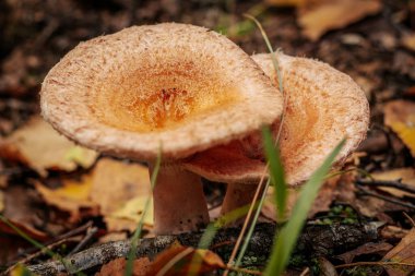 Tüylü Milkcap Eco Sonbahar mantarı. Yosun içindeki ağaçların altında yetişen yenilebilir mantarlar. Yenilebilir, çok lezzetli, önceden pişirilmemiş, marine edilmemiş, kurutulmuş, tuzlanmış ya da turşulmamış.
