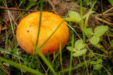 Uzun Brittlegill, Uzun Russula Eco Sonbahar mantarı. Yosun içindeki ağaçların altında yetişen yenilebilir mantarlar. Yenilebilir, çok lezzetli, önceden pişirilmemiş, marine edilmemiş, kurutulmuş, tuzlanmış ya da turşulmamış.
