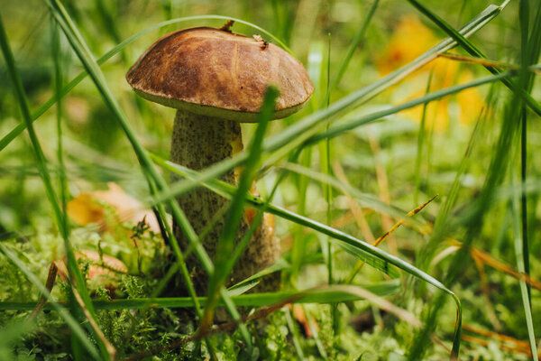 Blushing Bolete (Leccinum roseofractum) Eco Autumn mushroom. Edible mushroom that grows in the forest under trees in moss. Edible, very tasty, baked without pre-cooking, marinated, dried, salted or pi