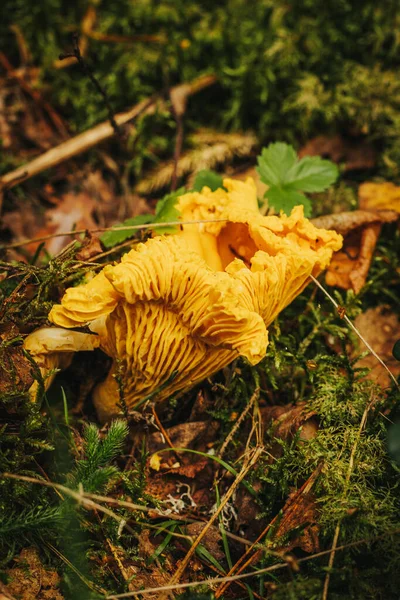 Cogumelo Amarelo Chanterelle Eco Outono Cogumelo Comestível Que Cresce Floresta — Fotografia de Stock