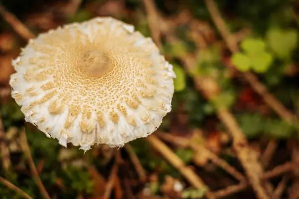 Cogumelo Lepiota Cristata Floresta Outono — Fotografia de Stock