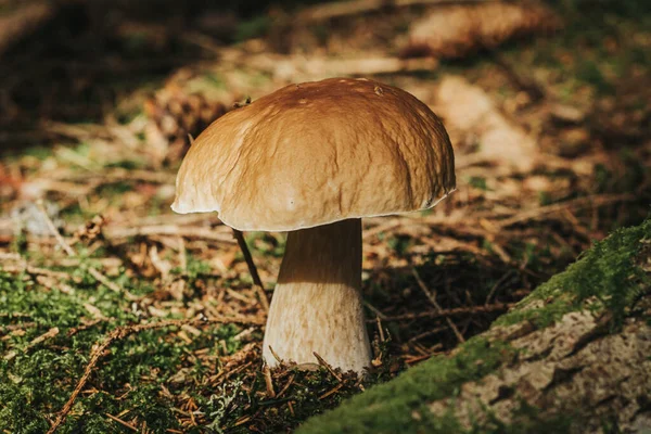 采购产品9月 食用菌 Penny Bun生态秋天蘑菇 生长在青苔树下的森林里的食用菌 非常美味 烘焙时不预煮 腌制或腌制 — 图库照片