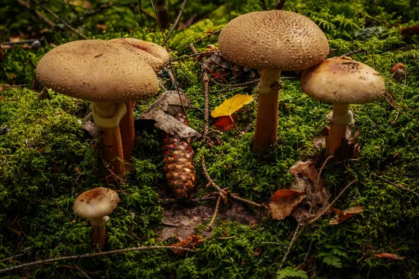 Szary Muchomor Grzyb Jesiennym Lesie — Zdjęcie stockowe