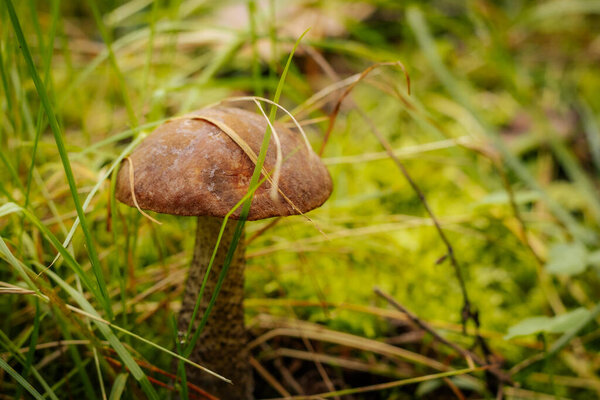 Blushing Bolete (Leccinum roseofractum) Eco Autumn mushroom. Edible mushroom that grows in the forest under trees in moss. Edible, very tasty, baked without pre-cooking, marinated, dried, salted or pi