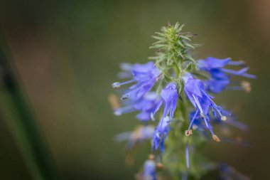 Çekirdekli mavi Wulfenia çiçeği. Sapında mavi çiçekler var. Yumuşak seçici odak