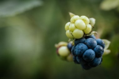 Sonbaharda mavi böğürtlen. Eko ormanındaki lezzetli meyveler. Yumuşak seçici odak