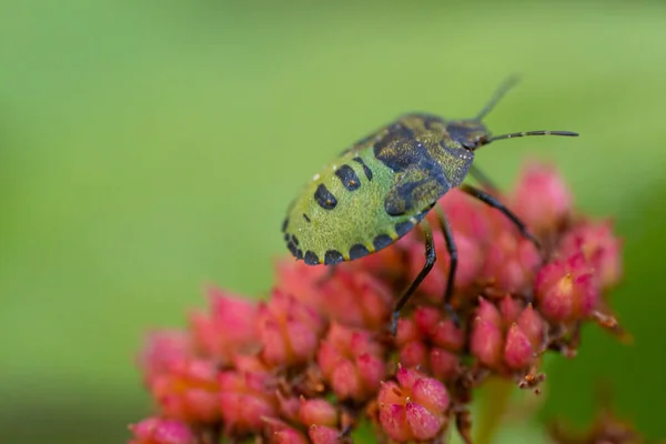 赤い花の種の緑のシールドバグ ソフトセレクティブフォーカス — ストック写真