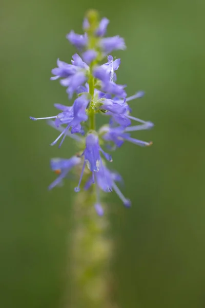 Blue Wulfenia Flower Seeds Blue Flowers Stem Soft Selective Focus — Stock Photo, Image