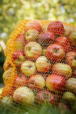 Elmalar çantada keklik. Sarı bir ağda paketlenmiş bir elma yığını. Lezzetli sonbahar meyveleri.