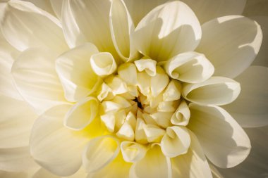 Beyaz yapraklı beyaz yıldız çiçeği. Bahçe güz çiçeği