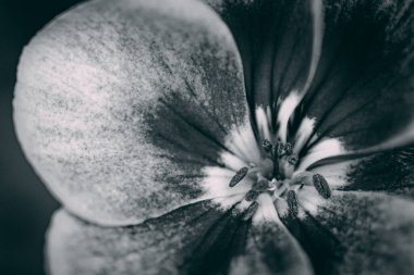 Narin Çiçek: Doğadaki Kırılgan Güzelliğin Renkli Gösterimi. Canlı pembe çiçek doğada narin bir güzellik sergiliyor.. 