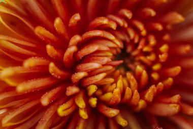 Zarif, canlı sarı çiçek doğada güzelliği karmaşık detaylarla sergiliyor. Hassas Çiçek: Doğanın Kırılgan Güzelliği