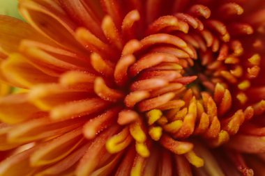 Zarif, canlı sarı çiçek doğada güzelliği karmaşık detaylarla sergiliyor. Hassas Çiçek: Doğanın Kırılgan Güzelliği