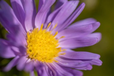 Tam Açan Mor Çiçek: Doğada Narin Güzellik. Doğadaki narin mor çiçek, karmaşık detaylar ve kırılganlık gösteriyor..