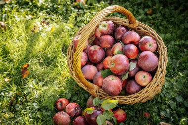 Güz Hasadı: Kırsal Hasat Sepetinde Taze Organik Elmalar. Kırsal kesimde bol miktarda elma hasadı. Taze, organik ve canlı doğa sahneleri..