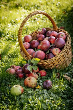 Wicker Sepetindeki Taze, Organik Elmalar bolluğu. Hasır sepetteki organik elmalar, doğanın bolluğunu ve tazeliğini gösteriyor..