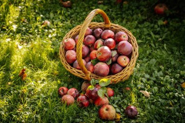 Wicker Sepetindeki Taze, Organik Elmalar bolluğu. Hasır sepetteki organik elmalar, doğanın bolluğunu ve tazeliğini gösteriyor..