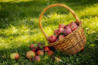 Wicker Sepetindeki Taze, Organik Elmalar bolluğu. Hasır sepetteki organik elmalar, doğanın bolluğunu ve tazeliğini gösteriyor..