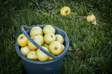 Taze Hasat Organik Meyve ve Kutuları. Taze meyveler kabın içinde, sağlığı, doğayı ve organik nitelikleri ön plana çıkarıyor..