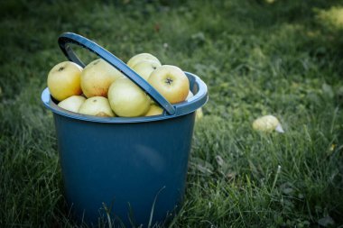 Taze Hasat Organik Meyve ve Kutuları. Taze meyveler kabın içinde, sağlığı, doğayı ve organik nitelikleri ön plana çıkarıyor..