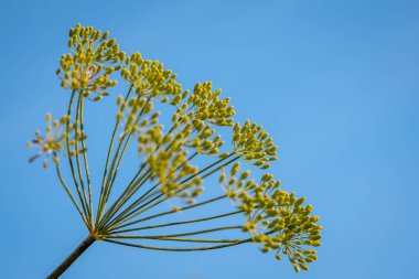 Berrak Mavi Gökyüzüne karşı çiçek açan ağaç dalları. Mavi gökyüzüne karşı dalda canlı sarı çiçek, doğal büyüme ve güzelliği gösteriyor..